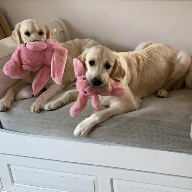 Doggy day room at Haviland Cottage Ventnor